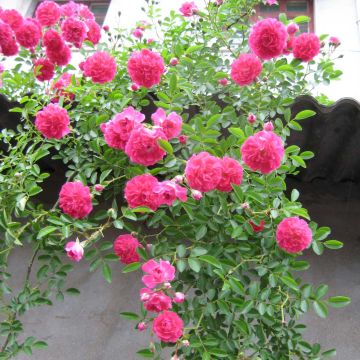 Rosa Excelsa - Klimroos