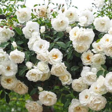 Rosa Climbing Iceberg - Klimroos