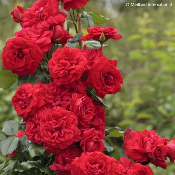 Rosa Negresco - Klimroos