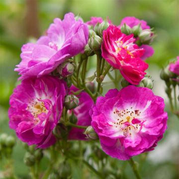Rosa Perennial Blue - Klimroos