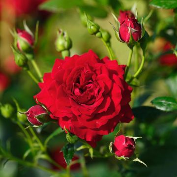 Rosa Starlet Rose Natalie - Klimroos