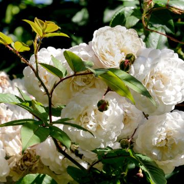 Rosa Félicité et Perpétue - Ramblerroos