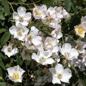Rosa filipes Kiftsgate - Ramblerroos