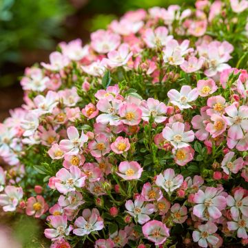 Rosa Cutie Pie - Miniatuurroos