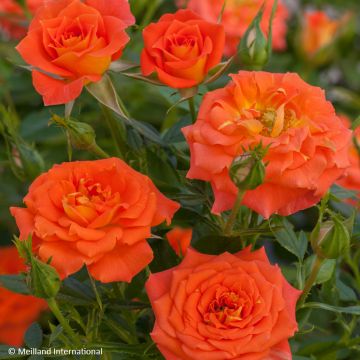 Rosa Mandarin Sunblaze - Miniatuurroos