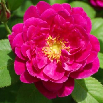 Rosa Henri Martin - Historische roos