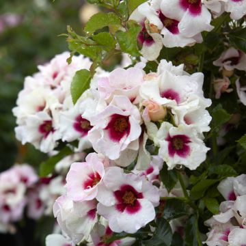 Rosa Aria Babylon Eyes - Struikroos