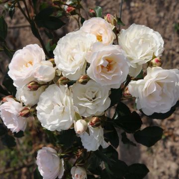 Rosa Bordure Blanche - Patioroos