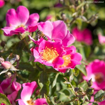 Rosa Friendly Purple - Polyantharoos