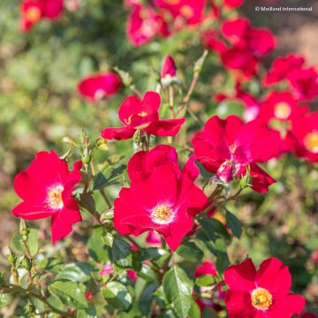 Rosa Friendly Red - Polyantharoos