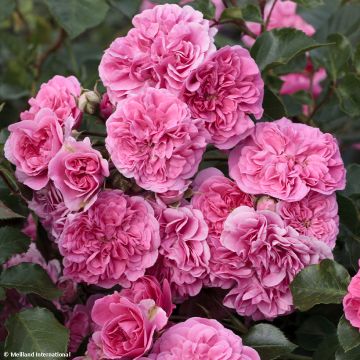 Rosa Pink Swany - Bodembedekkende roos