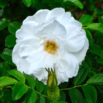 Rosa rugosa Blanc Double de Coubert - Hondsroos