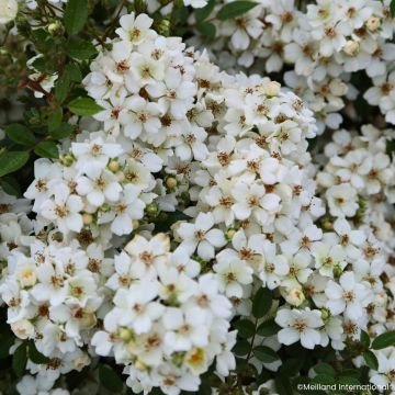 Miniroos Galaxy Arcturus