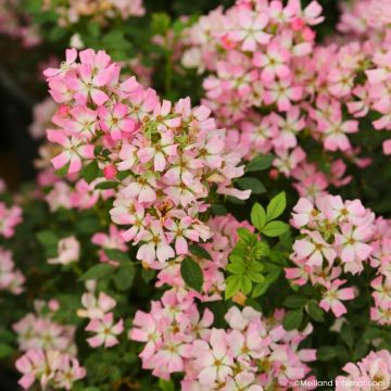 Miniroos Galaxy Vega