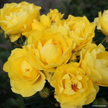 Rosa Here Comes the Sun - Trosroos