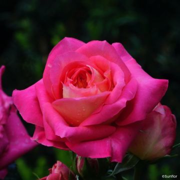 Rosa Bali - Grootbloemige roos