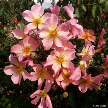 Rosa Lens Flair - Klimroos