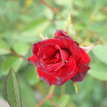 Rosa Baby Baccara - Miniatuurroos