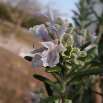 Rosmarinus officinalis Albiflorus - Rozemarijn