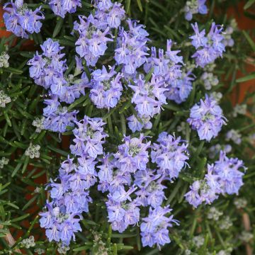 Rosmarinus officinalis Corsican Blue - Rozemarijn