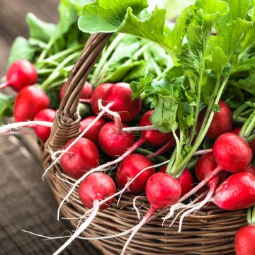 Radijs Raxe BIO (zaailint)