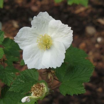 Rubus tridel Benenden - Sierbraam