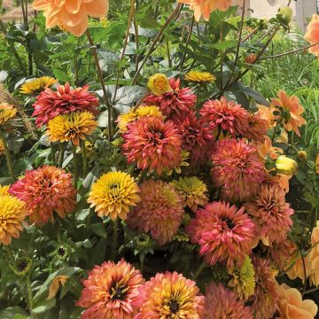 Rudbeckia Rudy Double Rose Yellow - Zonnehoed