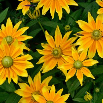 Rudbeckia Prairie Sun - Zonnehoed