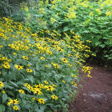 Rudbeckia fulgida Early Bird Gold - Zonnehoed