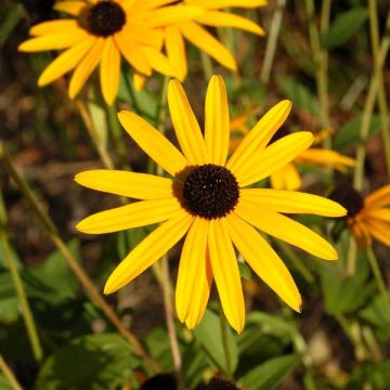 Rudbeckia fulgida Goldsturm - Zonnehoed