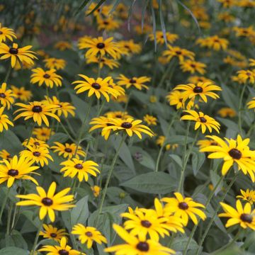 Rudbeckia fulgida var. sullivantii Pot of Gold - Zonnehoed