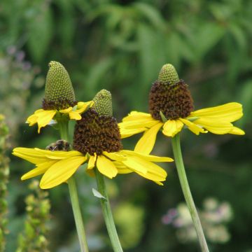 Rudbeckia maxima - Zonnehoed