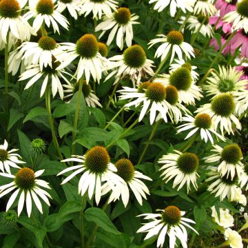 Echinacea purpurea Alba - Rode zonnehoed