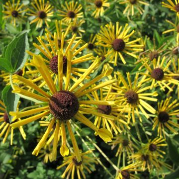 Rudbeckia subtomentosa Henry Eilers - Zonnehoed