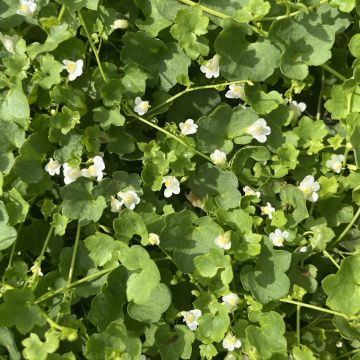 Cymbalaria muralis Alba - Muurleeuwenbek