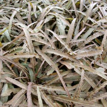 Bronzen zuring Copper Sword