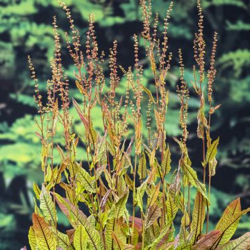 Rumex sauvignea - Oeverzuring