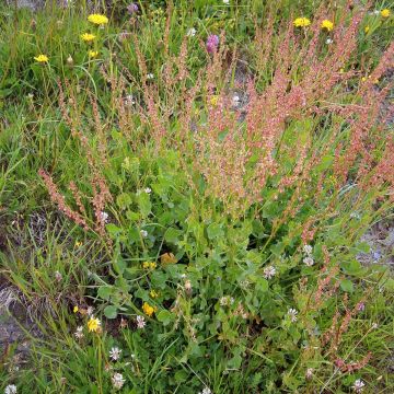 Spaanse zuring BIO - Rumex scutatus (jonge planten)