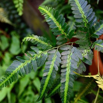 Rumohra adiantiformis Variegata - Ledervaren bont