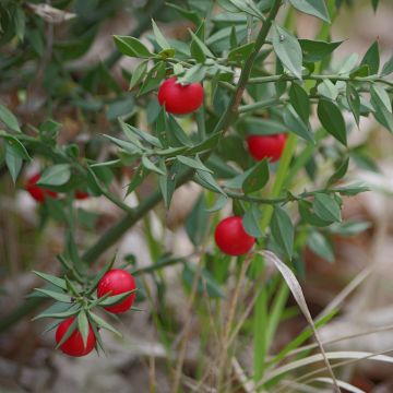 Ruscus aculeatus - Stekelmuisdoorn