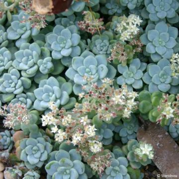 Sedum clavatum - Vetkruid