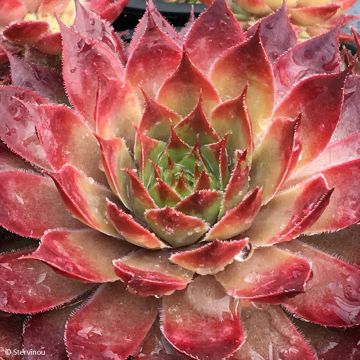 Sempervivum Chick Charms Butterscotch Baby - Huislook