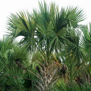 Sabal mexicana - Sabalpalm