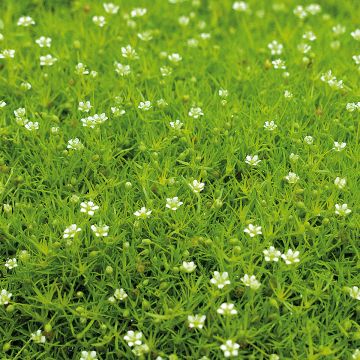 Sagina subulata Scottish Moss - Priemvetmuur