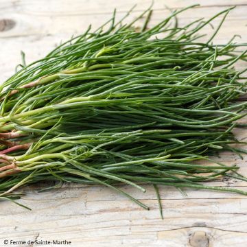 Japans zoutkruid Ferme de Sainte Marthe - Salsola komarovii