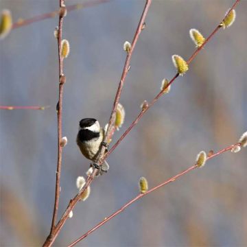 Salix acutifolia Blue Streak - Kaspische zandwilg