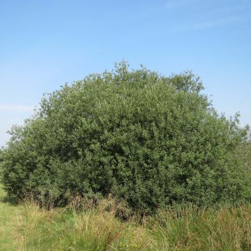 Salix cinerea - Grauwe wilg