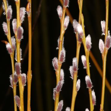 Salix purpurea Howki - Bittere wilg Salix purpurea Howki - Bittere wilg