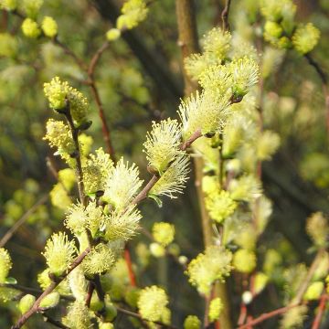 Salix repens - Kruipwilg