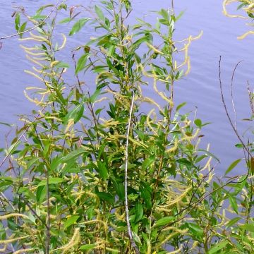 Salix triandra - Amandelwilg
